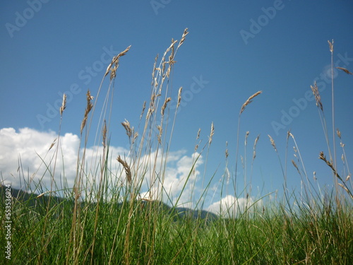 grass and blue sky