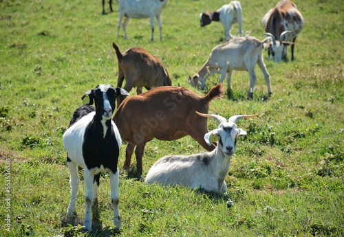 Herd of goats out grazing