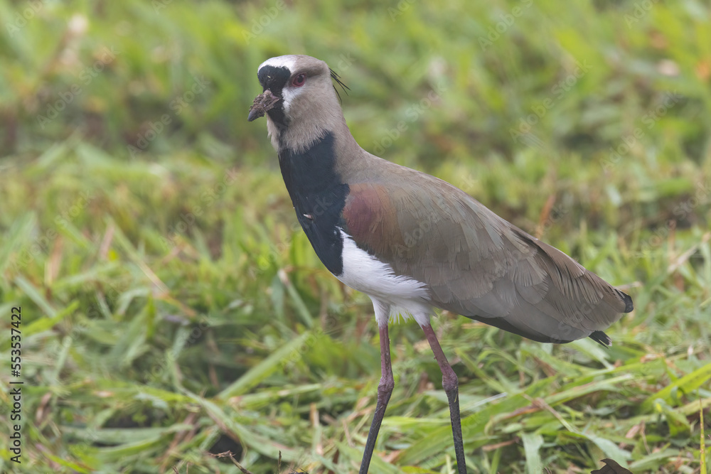 Fototapeta premium Southern Lapwing (Vanellus chilensis) walking around a grass field