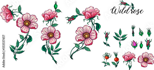 A set of vector flower compositions. Rose. Pink flowers © krecunat