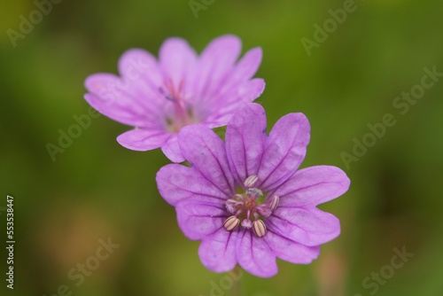 Flowers   Insects