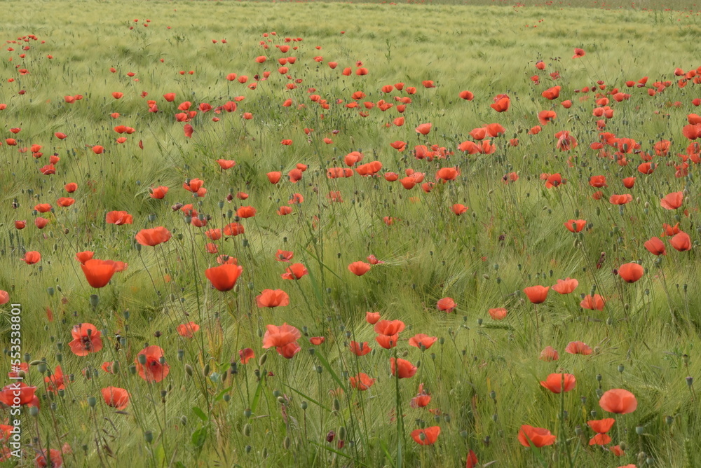 Fototapeta premium Flowers & Fields
