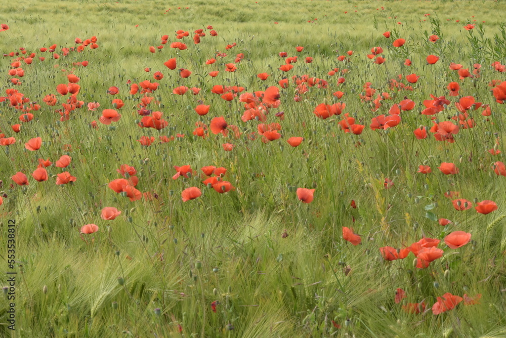Fototapeta premium Flowers & Fields