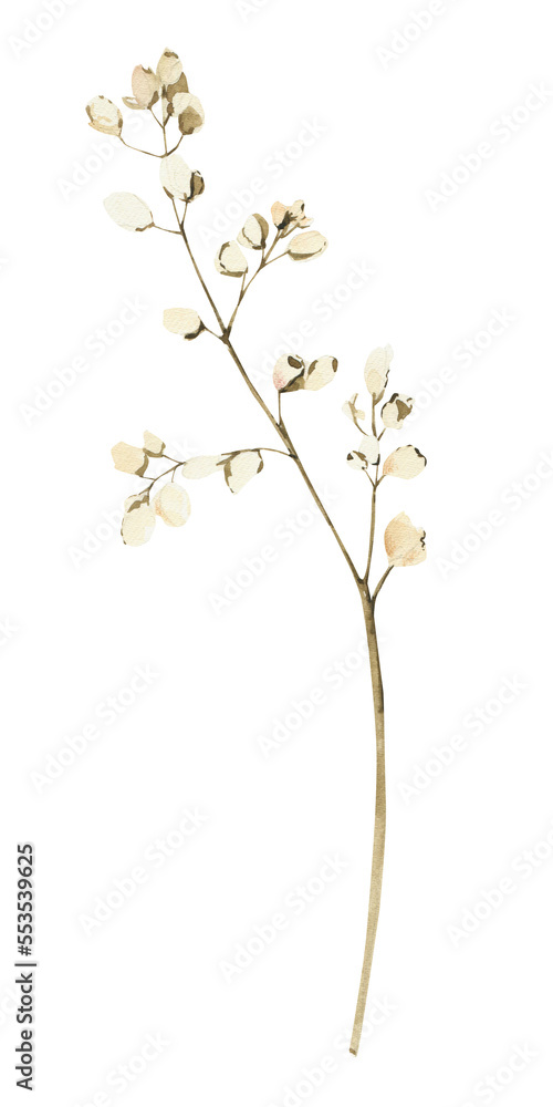 Watercolor dusty botany. Tender png clipart. Floral branch.