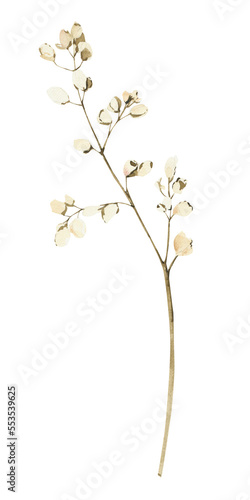 Watercolor dusty botany. Tender png clipart. Floral branch.