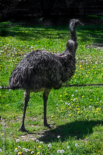 Ostrich emu on the lawn. The biggest australian bird. Latin name - Dromaius novaehollandiae