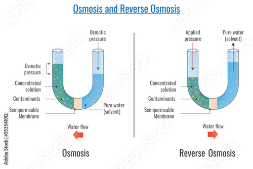 Osmosis and reverse Osmosis vector illustration