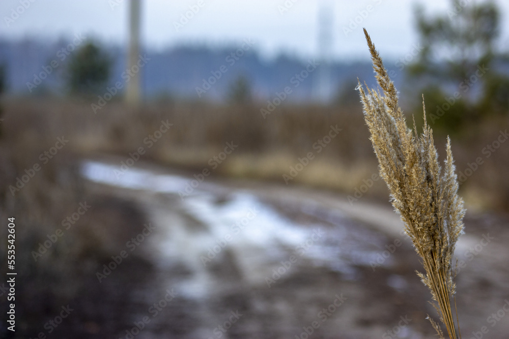 Fototapeta premium Common reed