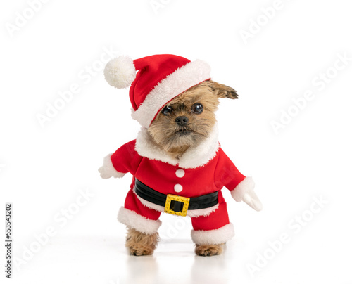 Small dog in a Santa Claus suit, standing looking at camera on a white background © Sherry Lemcke