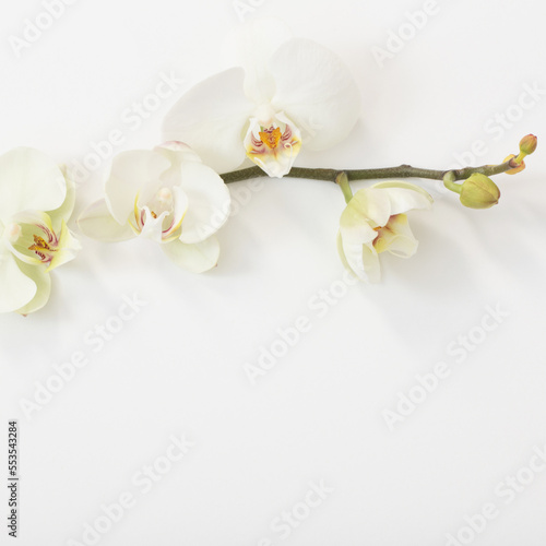 Fototapeta Naklejka Na Ścianę i Meble -  white orchid flowers on white background