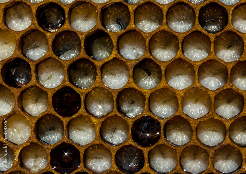 Larvae of bees. Honeycombs are developing larvae of bees – future generation of beneficial insects. 