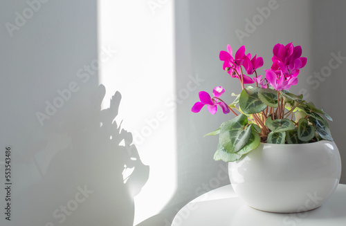 cyclamen in flowerpot on background white wall photo