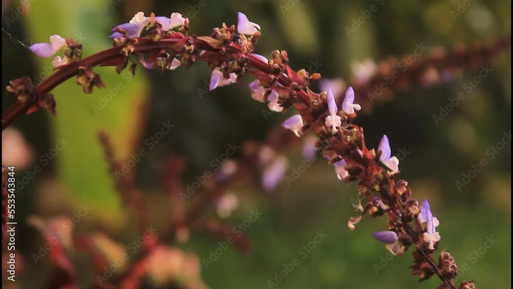 close up of pink flower,flower, nature, blossom, spring, plant, flowers, pink, tree, garden, bloom, blooming, beauty, cherry, branch, purple, summer, closeup, floral, season, petal, leaf, flora, close up of pink flower,flower, nature, blossom, spring, plant, flowers, pink, tree, garden, bloom, blooming, beauty, cherry, branch, purple, summer, closeup, floral, season, petal, leaf, flora,