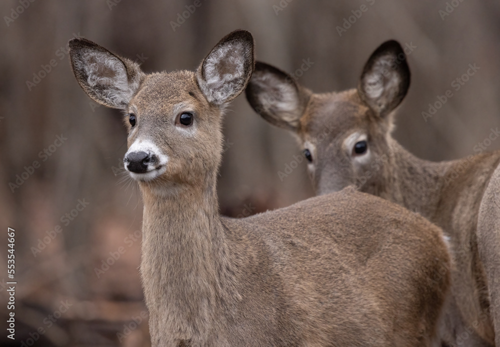 A close up image of a very young first year curious white tailed deer or Virginia deer. The deer has a cute white nose, ears are up and its listening for sounds. The deer has a grey thick winter coat.