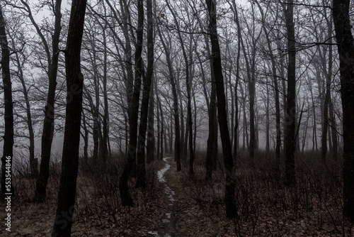 Promenade through misty forest in winter