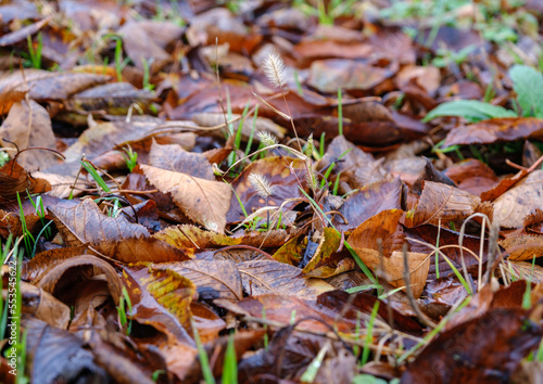 autumn leaves on the ground on a rainy day