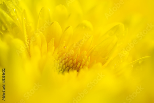 Macro yellow flower texture Yellow flower background 