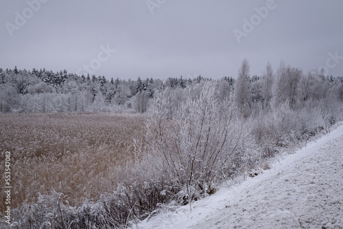 field of dry common reeds in wintertime near forest pond. Snow and ice covered earth. Latvia, landscape near Jelgava town