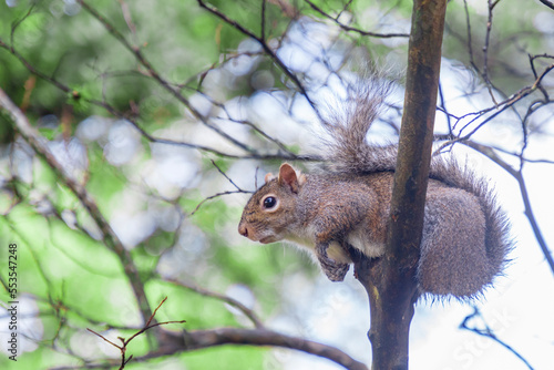 Eastern gray squirrel in my garden, Houston, Texas, USA - Sciurus carolinensis photo