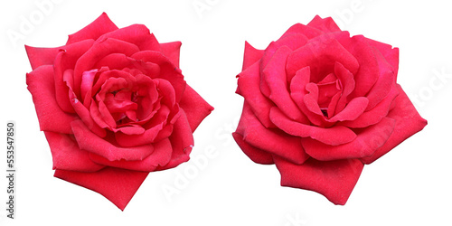 Red rose flowers isolated on transparent background