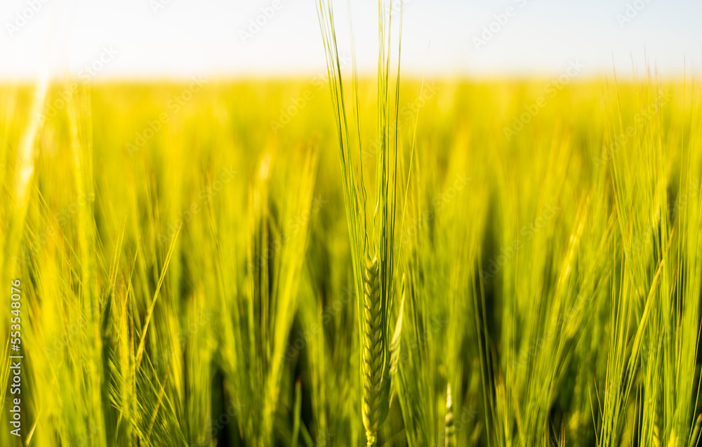 Ears of the green unripe barley. Agricultural field. Ears of the green unripe barley. Agricultural field.