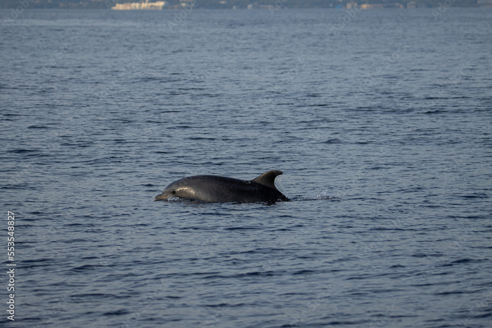 Fototapeta premium Sesión fotográfica animales marinos