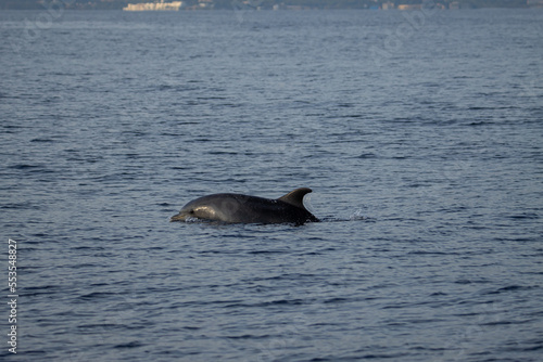 Sesión fotográfica animales marinos