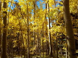 An Aspen grove in the Fall in the hills of Northern New Mexico, USA near Santa Fe