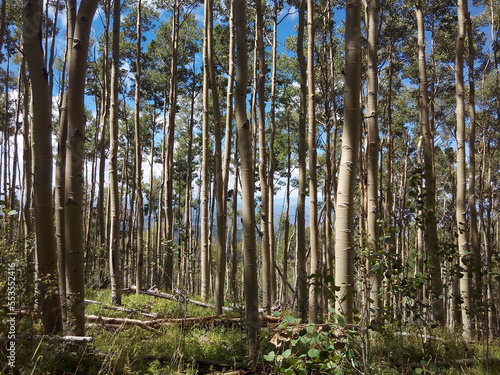 Aspen trees in Northern New Mexico, USA near Santa Fe