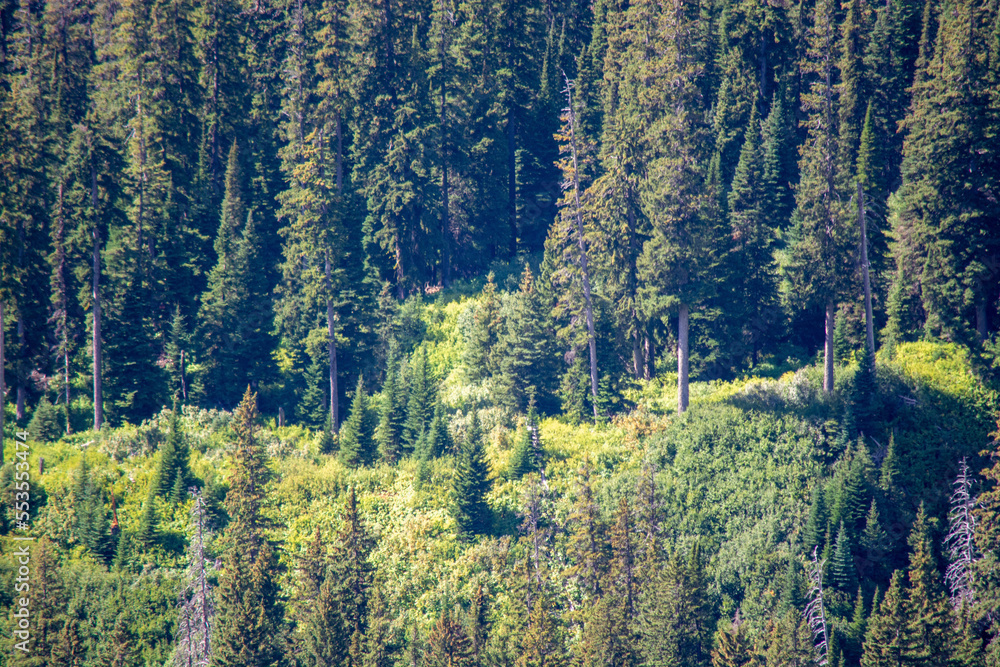 summer in the mountains summer in the mountains