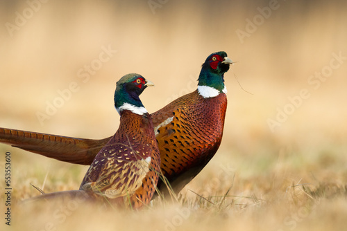 Common pheasant Phasianus colchius Ring-necked pheasant in natural habitat, grassland in early winter 