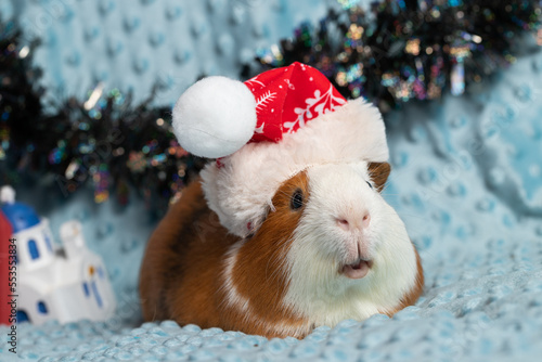 Cute guinea pig in front of Christmas decorations