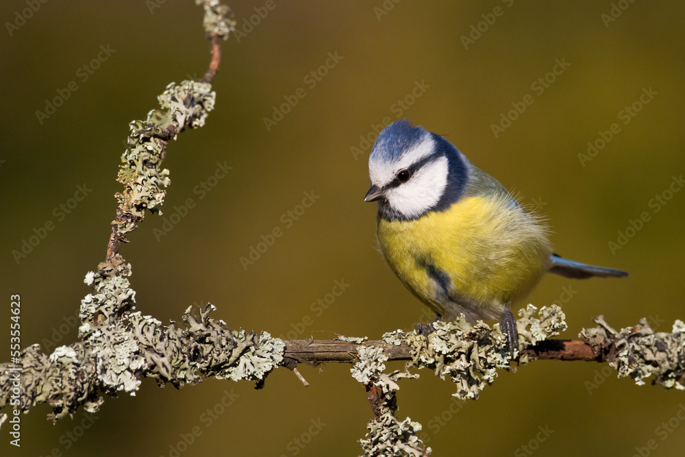 Obraz premium Bird - Blue Tit Cyanistes caeruleus perched on tree 