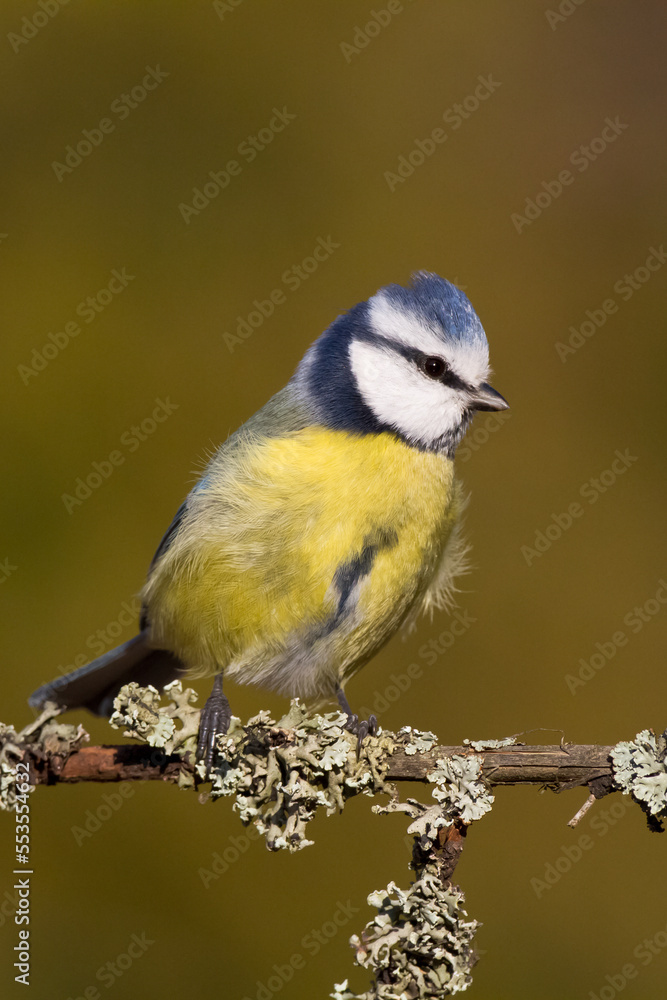 Bird - Blue Tit Cyanistes caeruleus perched on tree	
