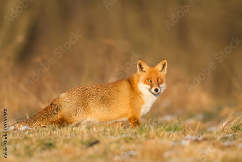Fox Vulpes vulpes in autumn scenery, Poland Europe, animal walking among autumn meadow 
