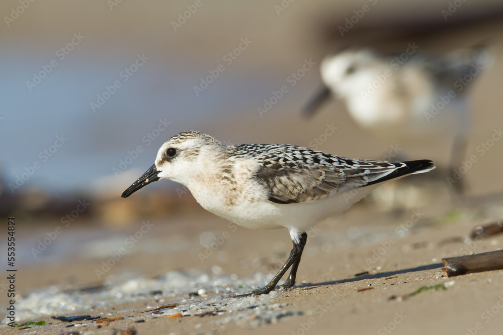 bird - Sanderling Calidris alba adult migratory bird, shorebird Poland Europe