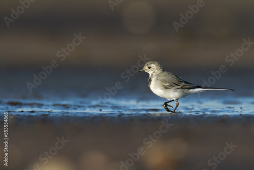 Bird white wagtail Motacilla alba small bird with long tail on light brown background, Poland Europe photo