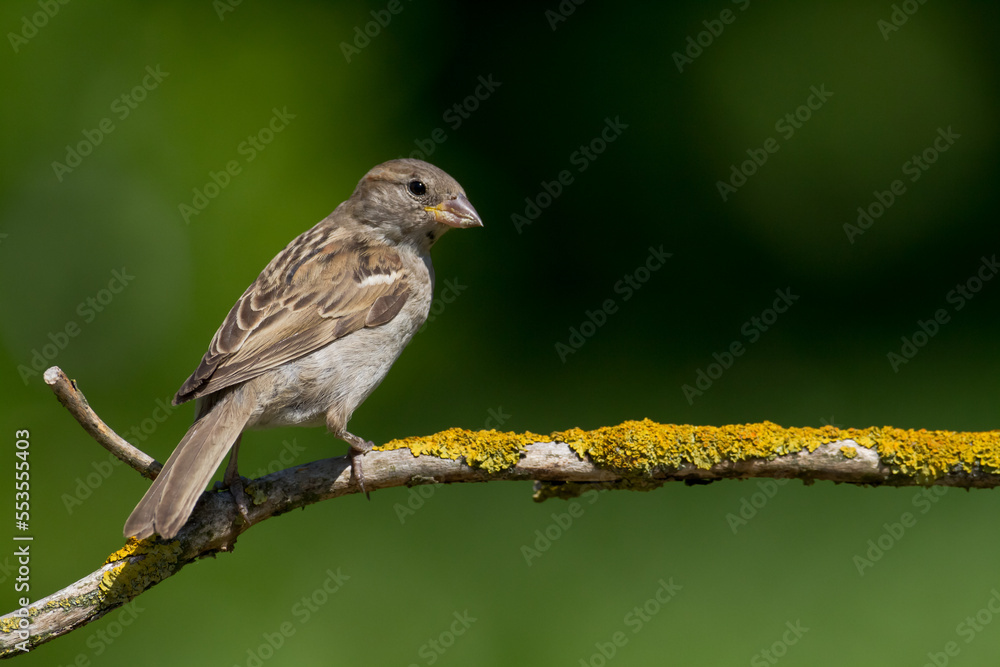Bird - House sparrow Passer domesticus sitting on the branch Bird - House sparrow Passer domesticus sitting on the branch