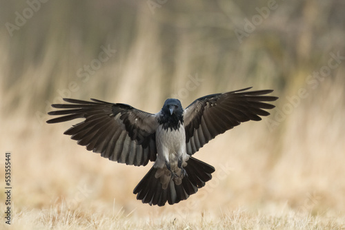 Bird - Hooded crow Corvus cornix in amazing blurred background Poland Europe   © Marcin Perkowski