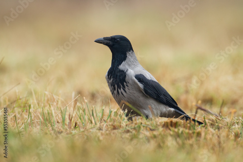 Bird - Hooded crow Corvus cornix in amazing blurred background Poland Europe 