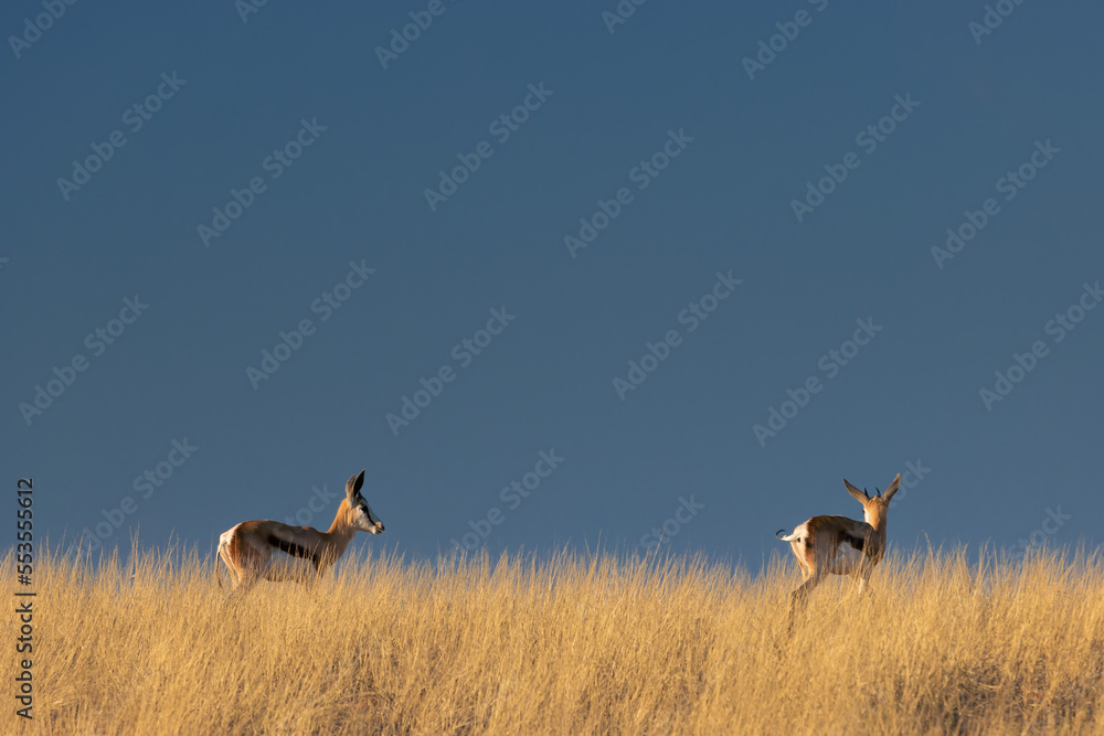Naklejka premium two springboks (Antidorcas marsupialis) in the kalahri desert, beuatiful afternoon light