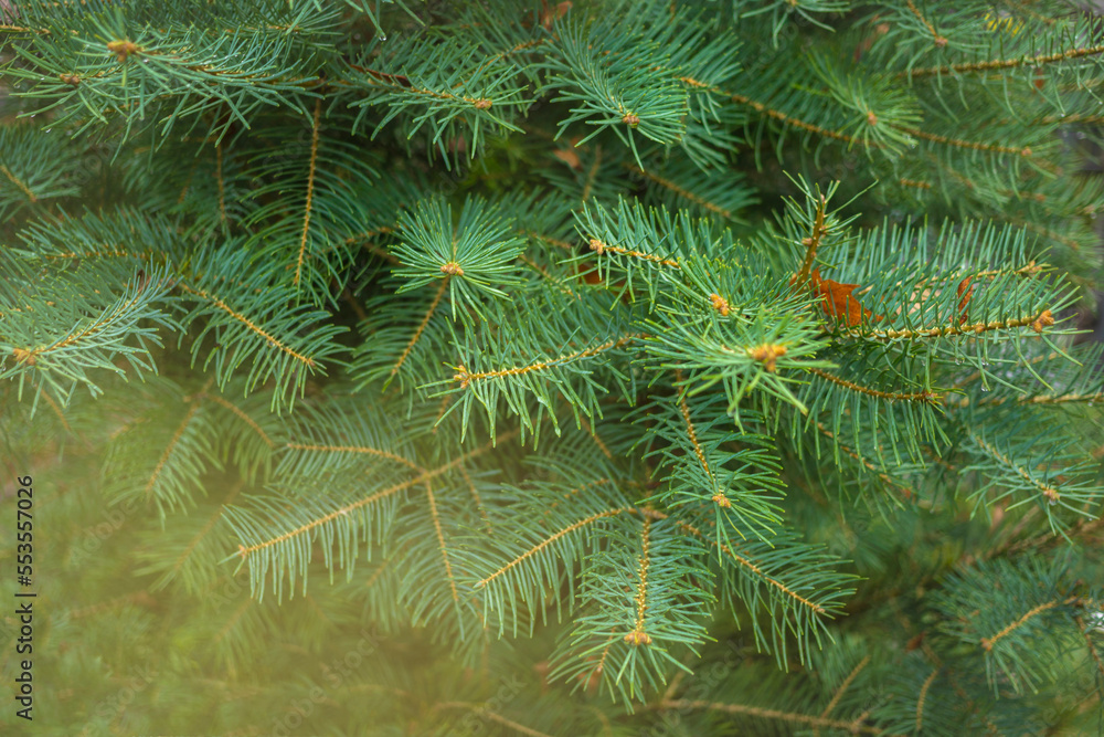 Fir tree brunch close up. Shallow selected focus. Fluffy fir tree brunch close up background for banner. Christmas wallpaper concept. Fir tree brunch close up. Shallow selected focus. Fluffy fir tree brunch close up background for banner. Christmas wallpaper concept.