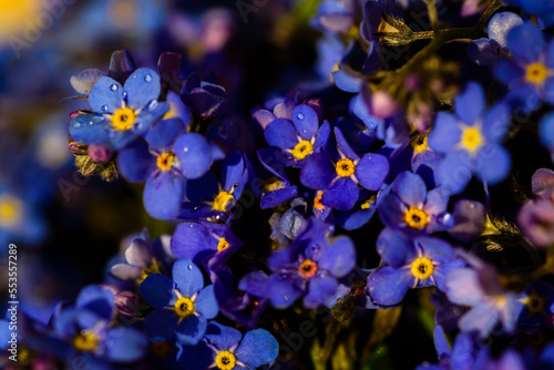 Beautiful forget-me-not flowers with nice bokeh