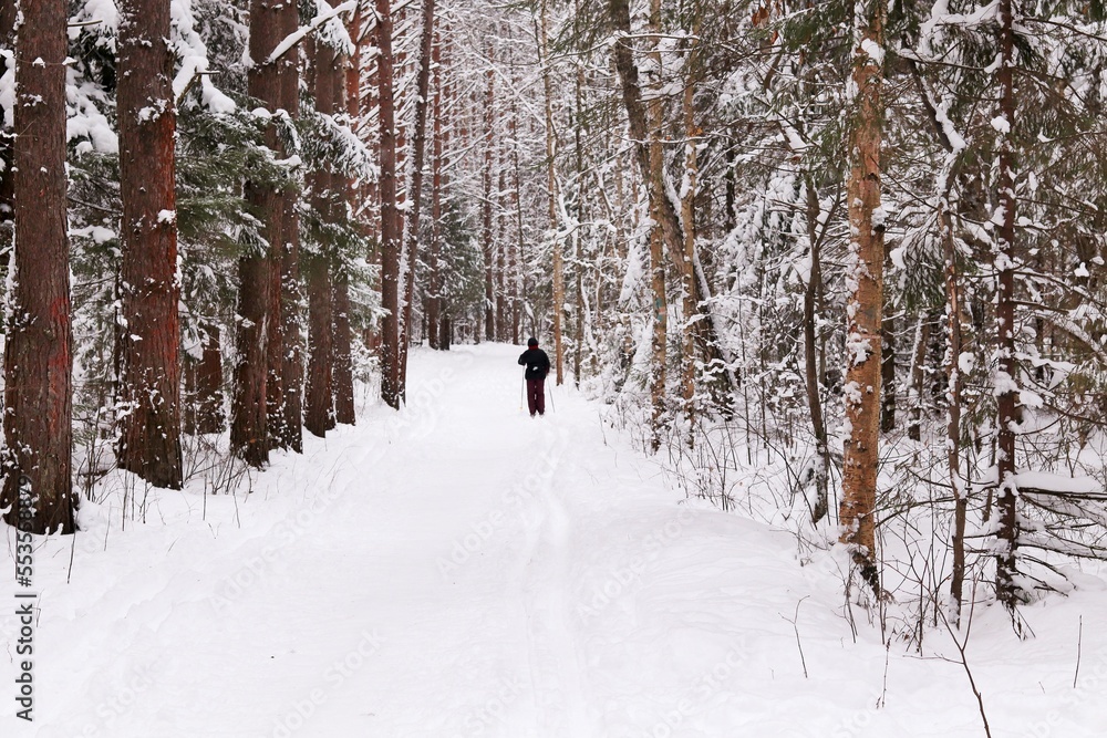 Winter forest, skier on the track