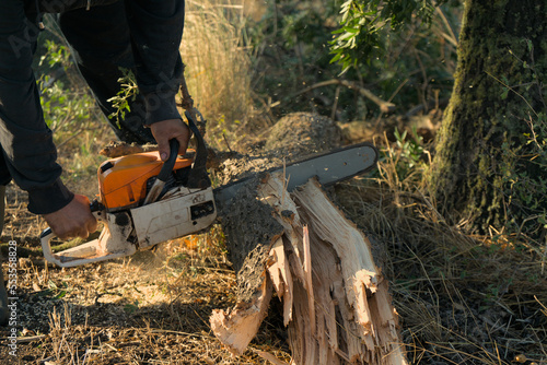 A man saws a fallen tree with a chainsaw. The aftermath of a natural disaster after a hurricane.