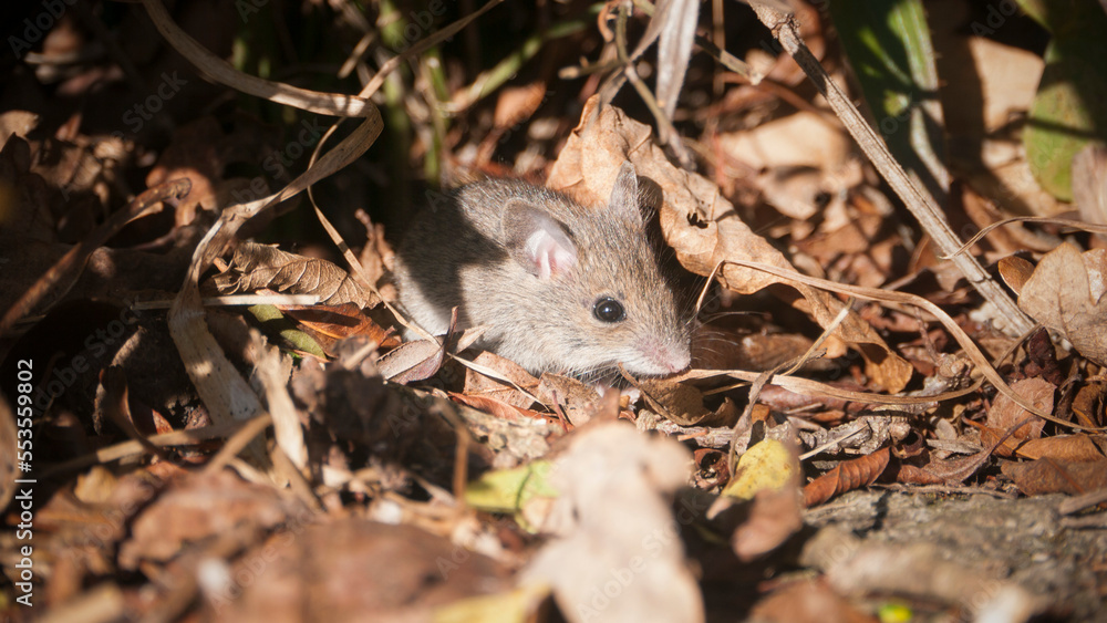 Ratón pequeño de campo entre hojas secas Ratón pequeño de campo entre hojas secas