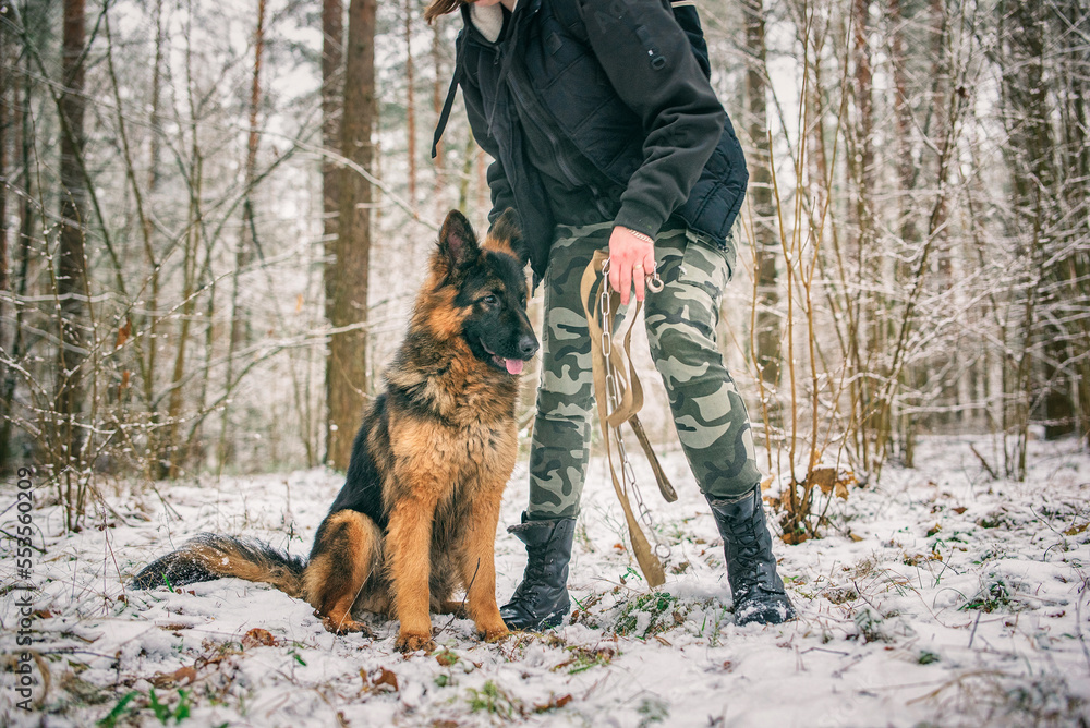 Portrait of a beautiful thoroughbred long-haired shepherd dog in the winter forest. Portrait of a beautiful thoroughbred long-haired shepherd dog in the winter forest.