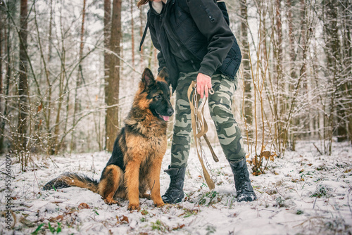 Portrait of a beautiful thoroughbred long-haired shepherd dog in the winter forest.