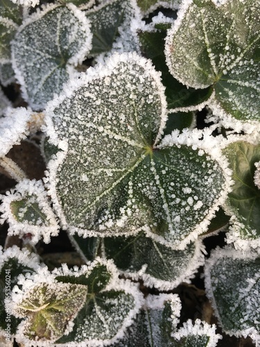 frost on leaves