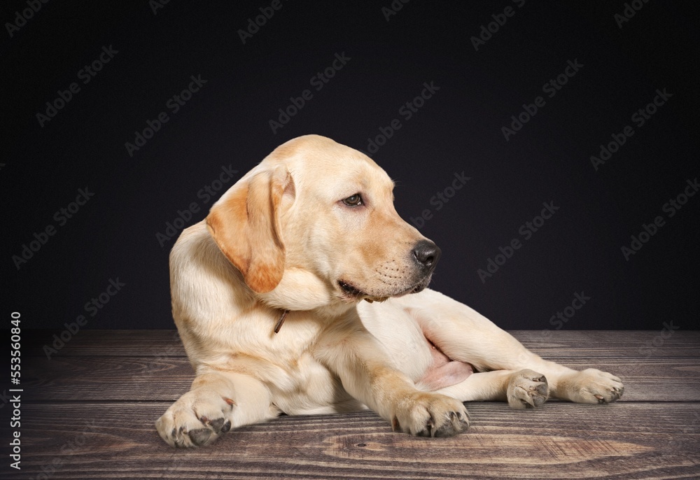Cute young happy dog lying
